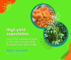 High yield expectation